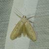 Lamoria zelleri